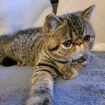 chaton Exotic Shorthair brown spotted tabby Titus Chatterie Katzarolli