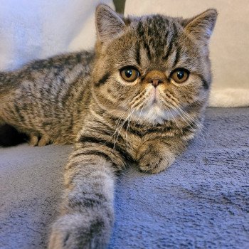 chaton Exotic Shorthair brown spotted tabby Titus Chatterie Katzarolli chaton Exotic Shorthair brown spotted tabby Titus Chatterie Katzarolli