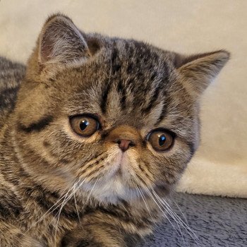 chaton Exotic Shorthair brown spotted tabby Titus Chatterie Katzarolli