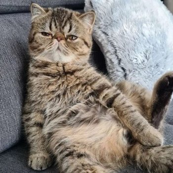 chaton Exotic Shorthair brown spotted tabby Titus Chatterie Katzarolli chaton Exotic Shorthair brown spotted tabby Titus Chatterie Katzarolli