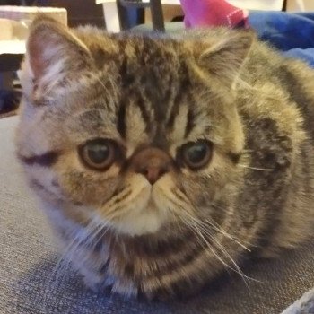 chaton Exotic Shorthair brown spotted tabby Titus Chatterie Katzarolli chaton Exotic Shorthair brown spotted tabby Titus Chatterie Katzarolli