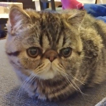 chaton Exotic Shorthair brown spotted tabby Titus Chatterie Katzarolli