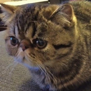 chaton Exotic Shorthair brown spotted tabby Titus Chatterie Katzarolli chaton Exotic Shorthair brown spotted tabby Titus Chatterie Katzarolli
