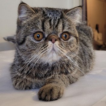 chaton Exotic Shorthair brown spotted tabby Titus Chatterie Katzarolli