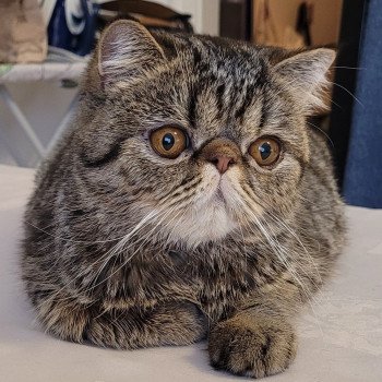 chaton Exotic Shorthair brown spotted tabby Titus Chatterie Katzarolli