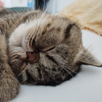 chaton Exotic Shorthair brown spotted tabby Titus Chatterie Katzarolli