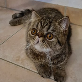 chaton Exotic Shorthair brown spotted tabby Titus Chatterie Katzarolli