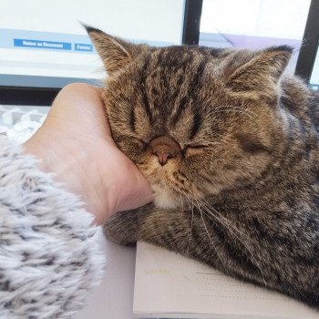 chaton Exotic Shorthair brown spotted tabby Titus Chatterie Katzarolli