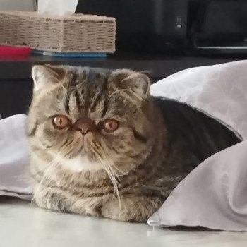 chaton Exotic Shorthair brown spotted tabby Titus Chatterie Katzarolli chaton Exotic Shorthair brown spotted tabby Titus Chatterie Katzarolli