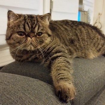 chaton Exotic Shorthair brown spotted tabby Titus Chatterie Katzarolli