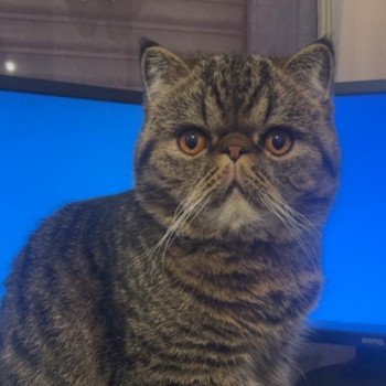 chaton Exotic Shorthair brown spotted tabby Titus Chatterie Katzarolli