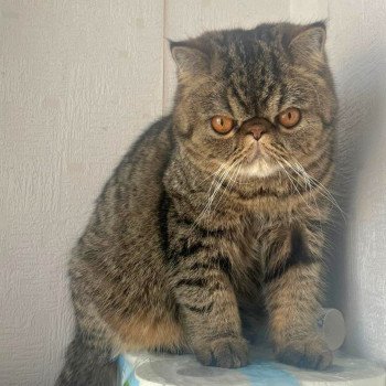 chaton Exotic Shorthair brown spotted tabby Titus Chatterie Katzarolli chaton Exotic Shorthair brown spotted tabby Titus Chatterie Katzarolli