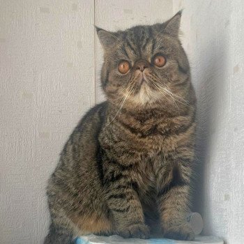 chaton Exotic Shorthair brown spotted tabby Titus Chatterie Katzarolli chaton Exotic Shorthair brown spotted tabby Titus Chatterie Katzarolli