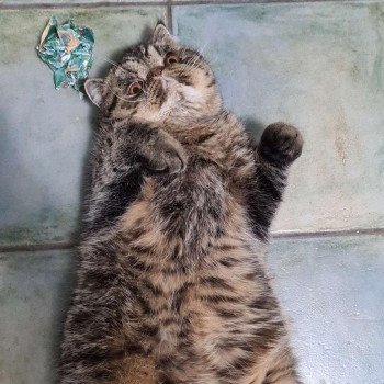 chaton Exotic Shorthair brown spotted tabby Titus Chatterie Katzarolli chaton Exotic Shorthair brown spotted tabby Titus Chatterie Katzarolli
