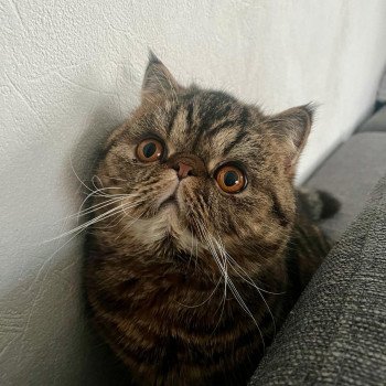 chaton Exotic Shorthair brown spotted tabby Titus Chatterie Katzarolli chaton Exotic Shorthair brown spotted tabby Titus Chatterie Katzarolli