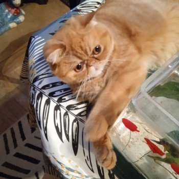 chaton Exotic Shorthair red spotted tabby Tigroux Chatterie Katzarolli chaton Exotic Shorthair red spotted tabby Tigroux Chatterie Katzarolli