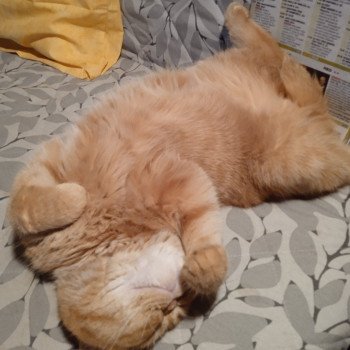 chaton Exotic Shorthair red spotted tabby Tigroux Chatterie Katzarolli chaton Exotic Shorthair red spotted tabby Tigroux Chatterie Katzarolli