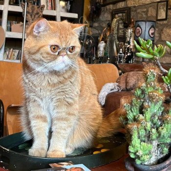 chaton Exotic Shorthair red spotted tabby Tigroux Chatterie Katzarolli chaton Exotic Shorthair red spotted tabby Tigroux Chatterie Katzarolli