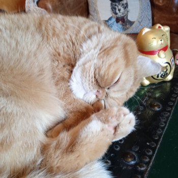 chaton Exotic Shorthair red spotted tabby Tigroux Chatterie Katzarolli