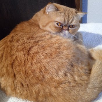 chaton Exotic Shorthair red spotted tabby Tigroux Chatterie Katzarolli