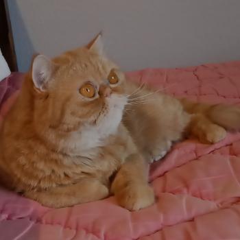 chaton Exotic Shorthair red spotted tabby Tigroux Chatterie Katzarolli
