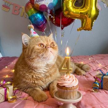 chaton Exotic Shorthair red spotted tabby Tigroux Chatterie Katzarolli