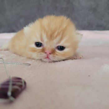 chaton Exotic Shorthair red spotted tabby Chatterie Katzarolli