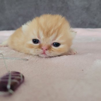 chaton Exotic Shorthair red spotted tabby Chatterie Katzarolli chaton Exotic Shorthair red spotted tabby Chatterie Katzarolli