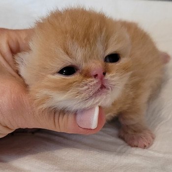 chaton Exotic Shorthair red spotted tabby Chatterie Katzarolli