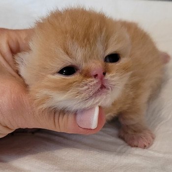 chaton Exotic Shorthair red spotted tabby Chatterie Katzarolli chaton Exotic Shorthair red spotted tabby Chatterie Katzarolli