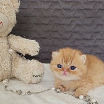 chaton Exotic Shorthair red spotted tabby T..... Chatterie Katzarolli