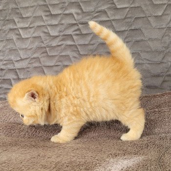 chaton Exotic Shorthair red spotted tabby T..... Chatterie Katzarolli