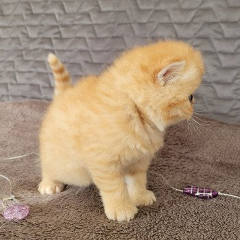 chaton Exotic Shorthair red spotted tabby T..... Chatterie Katzarolli