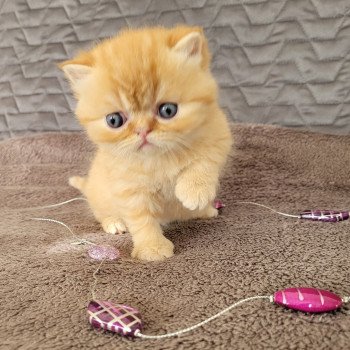 chaton Exotic Shorthair red spotted tabby T..... Chatterie Katzarolli