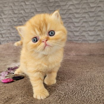 chaton Exotic Shorthair red spotted tabby T..... Chatterie Katzarolli