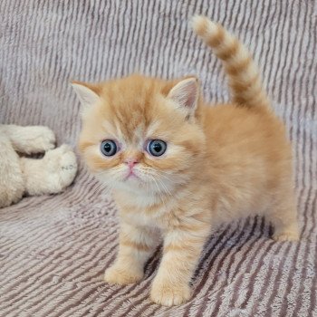 chaton Exotic Shorthair red spotted tabby T..... Chatterie Katzarolli