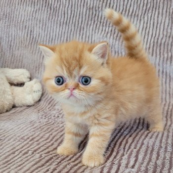 chaton Exotic Shorthair red spotted tabby T..... Chatterie Katzarolli chaton Exotic Shorthair red spotted tabby T..... Chatterie Katzarolli