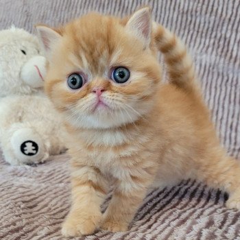 chaton Exotic Shorthair red spotted tabby T..... Chatterie Katzarolli chaton Exotic Shorthair red spotted tabby T..... Chatterie Katzarolli