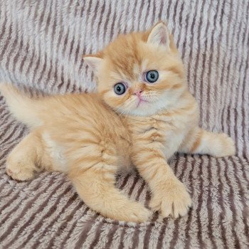 chaton Exotic Shorthair red spotted tabby T..... Chatterie Katzarolli chaton Exotic Shorthair red spotted tabby T..... Chatterie Katzarolli