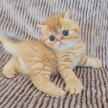 chaton Exotic Shorthair red spotted tabby T..... Chatterie Katzarolli