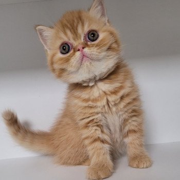 chaton Exotic Shorthair red spotted tabby T.......... Chatterie Katzarolli