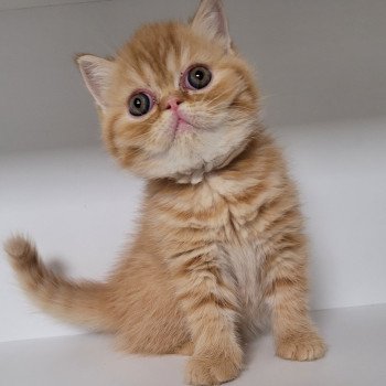 chaton Exotic Shorthair red spotted tabby T.......... Chatterie Katzarolli chaton Exotic Shorthair red spotted tabby T.......... Chatterie Katzarolli