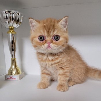 chaton Exotic Shorthair red spotted tabby T.......... Chatterie Katzarolli