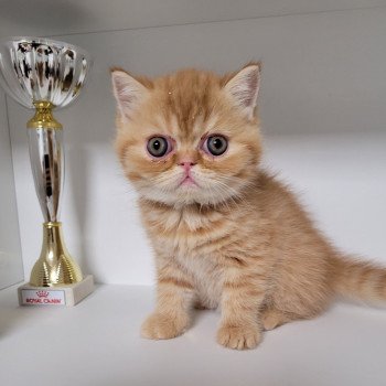 chaton Exotic Shorthair red spotted tabby T.......... Chatterie Katzarolli chaton Exotic Shorthair red spotted tabby T.......... Chatterie Katzarolli
