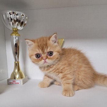 chaton Exotic Shorthair red spotted tabby T.......... Chatterie Katzarolli