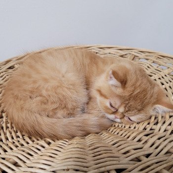 chaton Exotic Shorthair red spotted tabby Tigroux Chatterie Katzarolli chaton Exotic Shorthair red spotted tabby Tigroux Chatterie Katzarolli