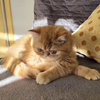 chaton Exotic Shorthair red spotted tabby Tigroux Chatterie Katzarolli