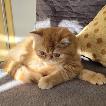 chaton Exotic Shorthair red spotted tabby Tigroux Chatterie Katzarolli chaton Exotic Shorthair red spotted tabby Tigroux Chatterie Katzarolli