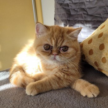 chaton Exotic Shorthair red spotted tabby Tigroux Chatterie Katzarolli chaton Exotic Shorthair red spotted tabby Tigroux Chatterie Katzarolli