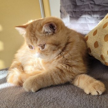 chaton Exotic Shorthair red spotted tabby Tigroux Chatterie Katzarolli chaton Exotic Shorthair red spotted tabby Tigroux Chatterie Katzarolli